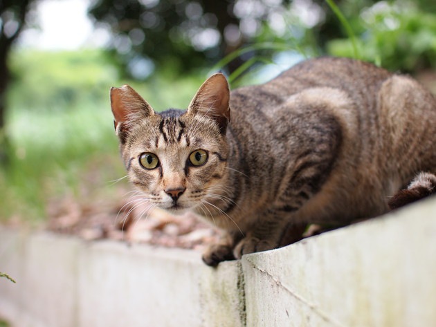 ひっかきそうな野良猫