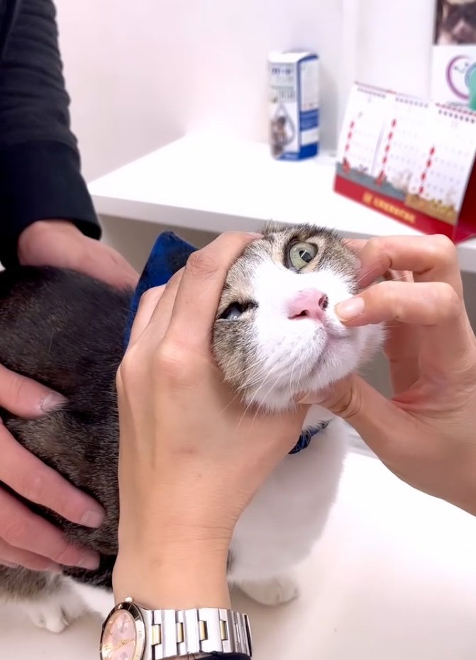 鼻の穴をチェックされる猫