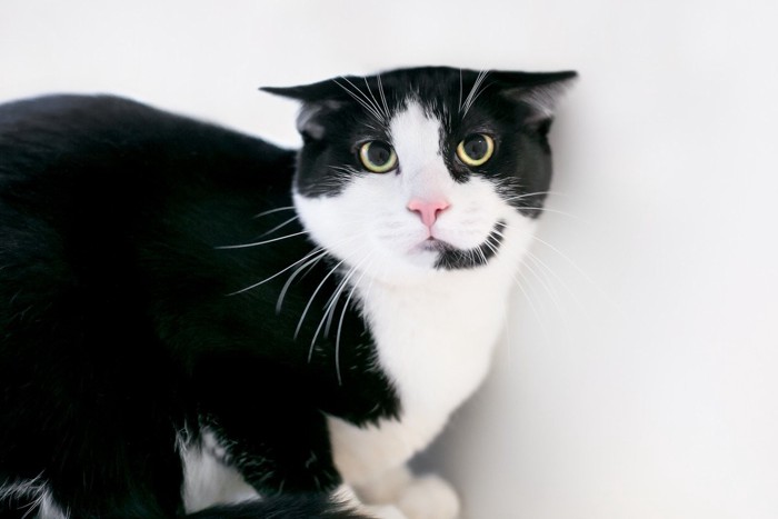 壁際でイカ耳になっている猫