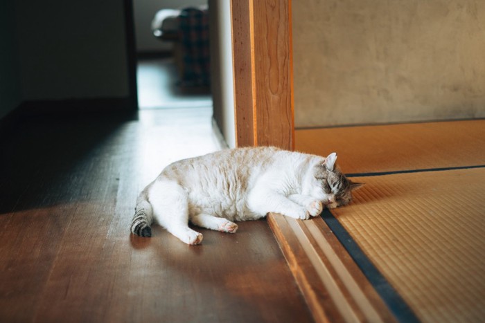 和室で休む猫