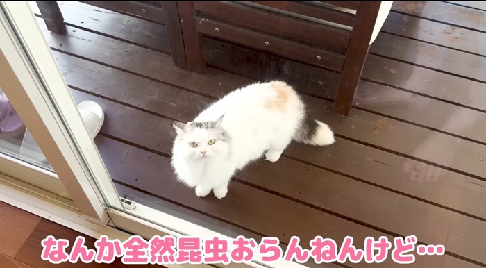 庭に出る猫