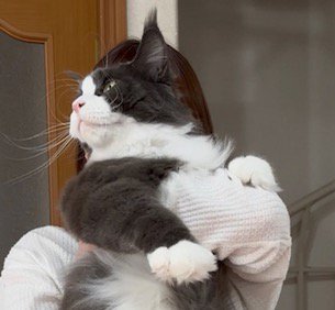 飼い主に抱っこされて遠くを見つめる猫