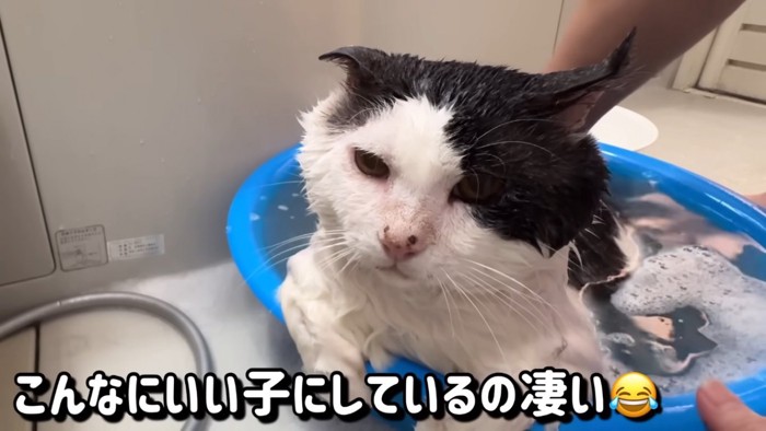 飼い主感動