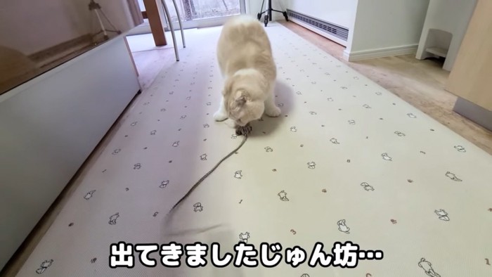 おもちゃで遊ぶ猫