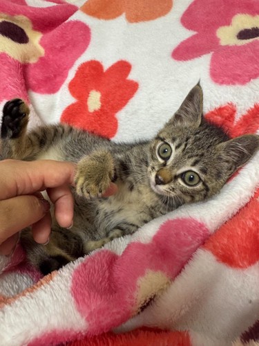 なついた子猫