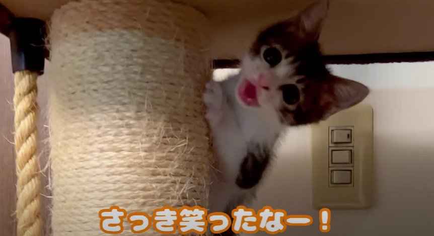 キャットタワーから降りない子猫