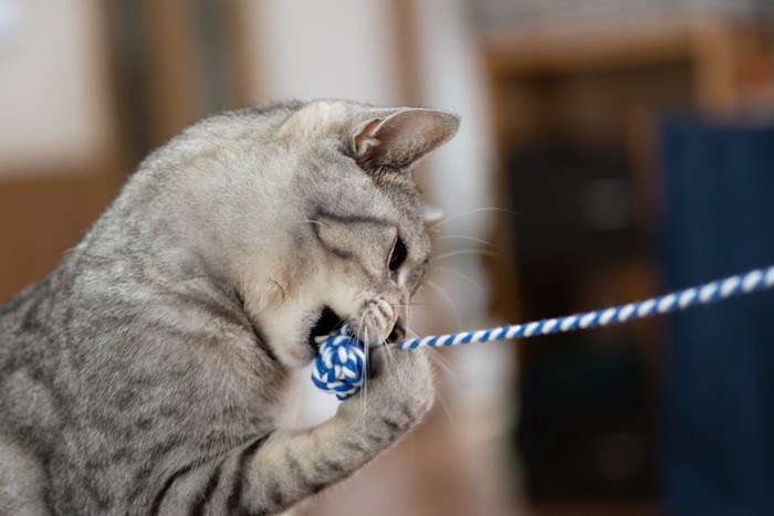 紐のおもちゃで遊ぶ猫