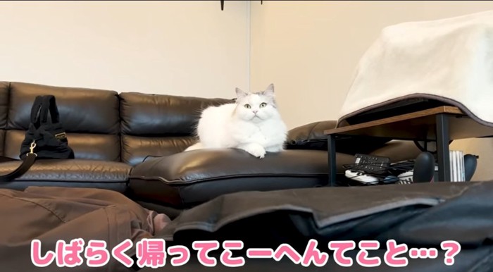 ソファに座る猫