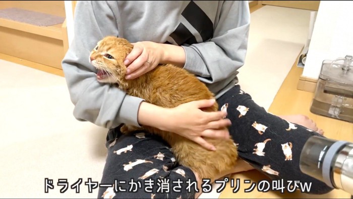 飼い主に抱きつきながらドライヤーをかけられる猫