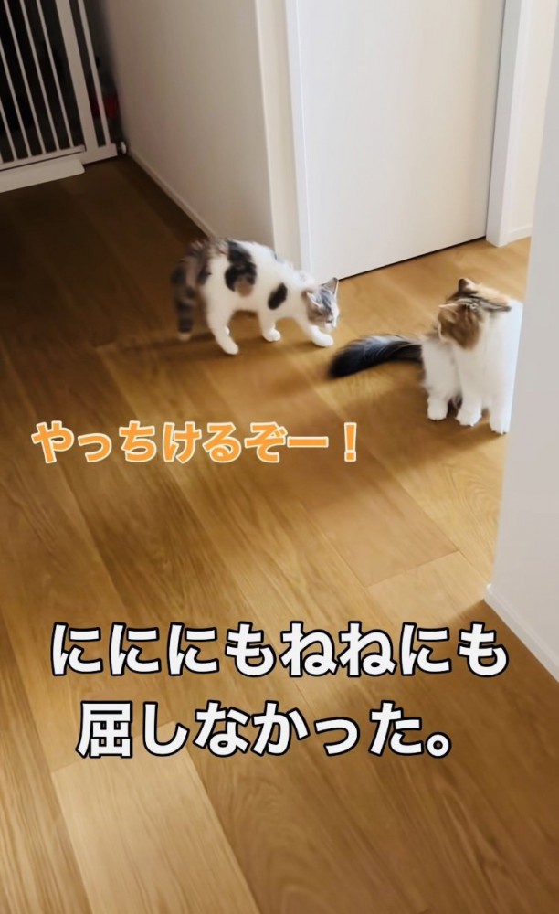 姉猫にニャンプロを仕掛ける子猫