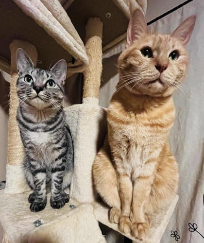 並んで座る2匹の猫