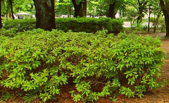 公園の植え込み