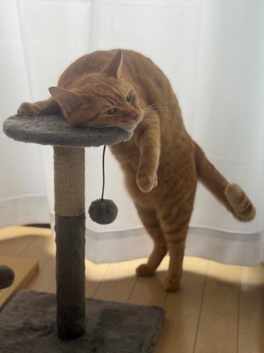キャットタワーに顔を乗せて寄りかかるように立っている茶トラ