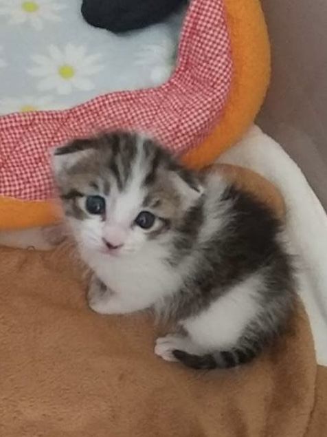 前を見る猫
