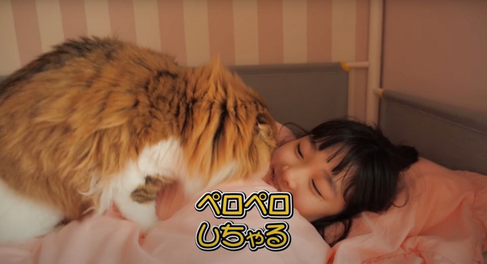 舐める猫