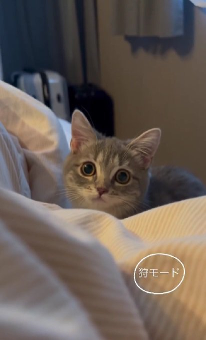 飼い主さんを見るマンチカン