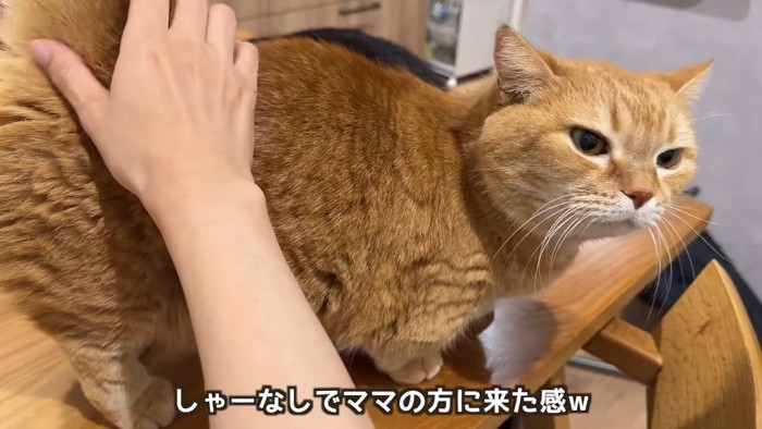 しゃーなしで