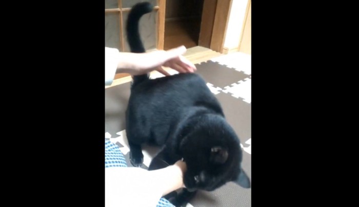 噛む黒猫
