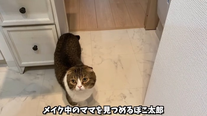 見上げる猫