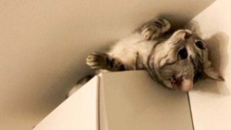 室内にいる猫