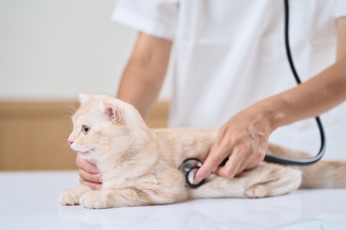 子猫に聴診器をあてる獣医師