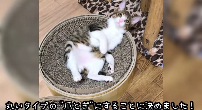 爪とぎの中の猫