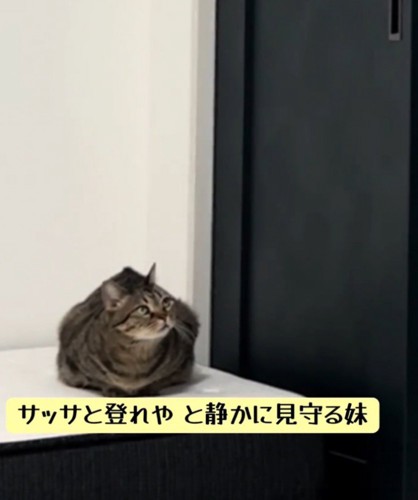 姉猫を見つめる妹猫