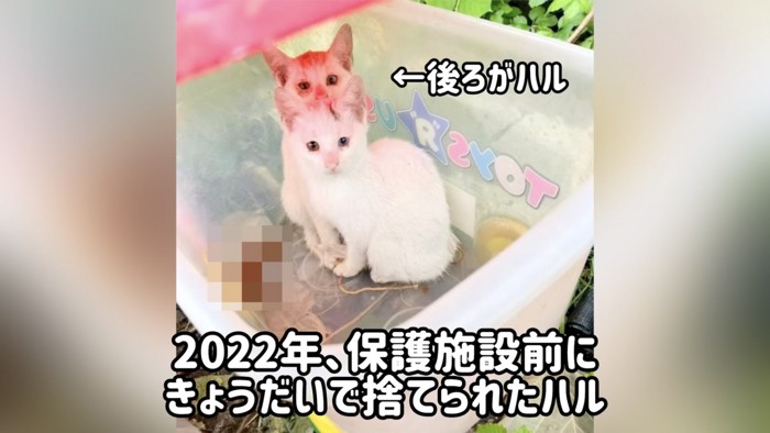 「2022年、保護施設前に～」のテロップ写真