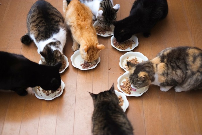 集まって餌を食べる猫たち