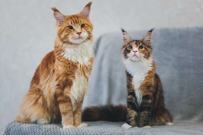 並んで座る成猫と子猫のメインクーン