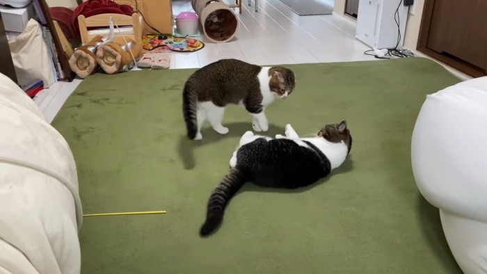 寝そべる猫と横に立つ猫