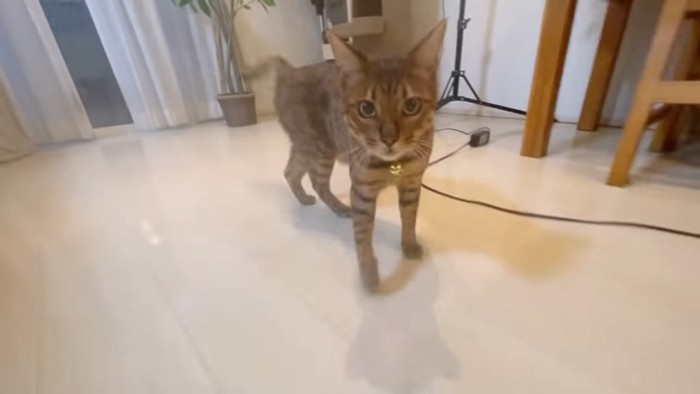 歩いてくる猫