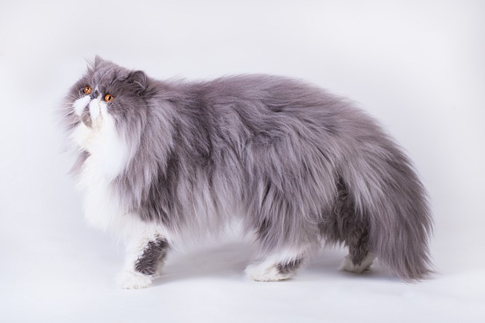 横を向いて立つバイカラーのペルシャ猫