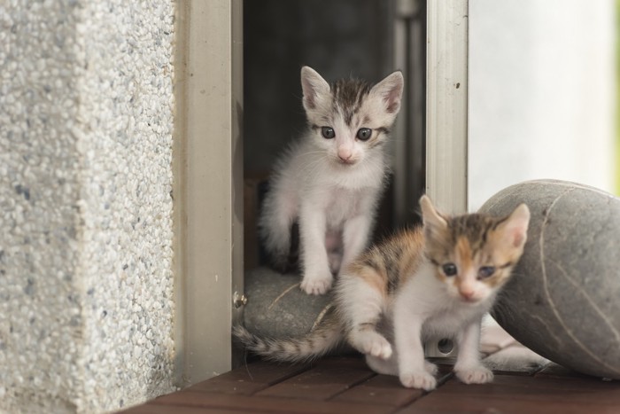 2匹の猫の新生児