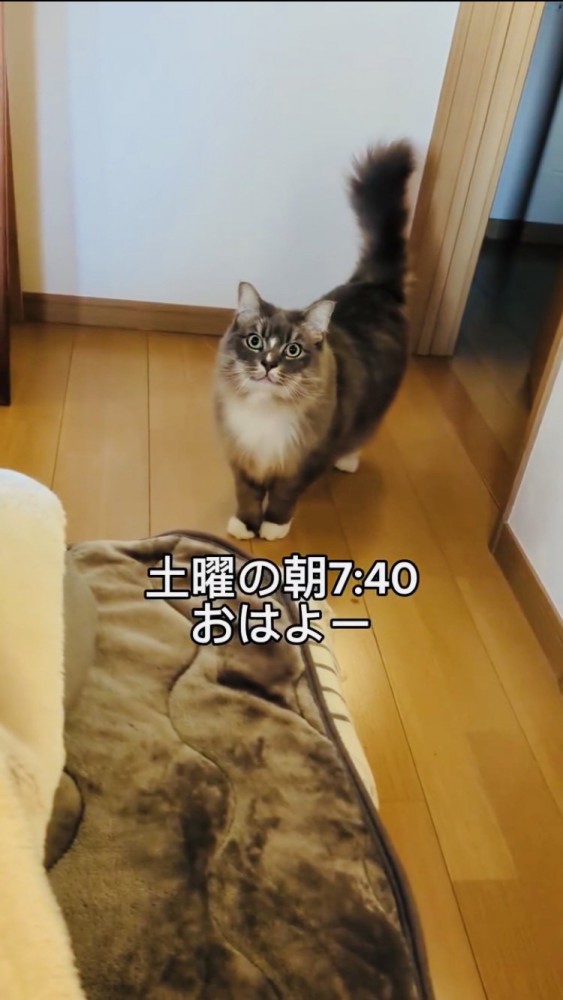 部屋に挨拶にきたサイベリアン