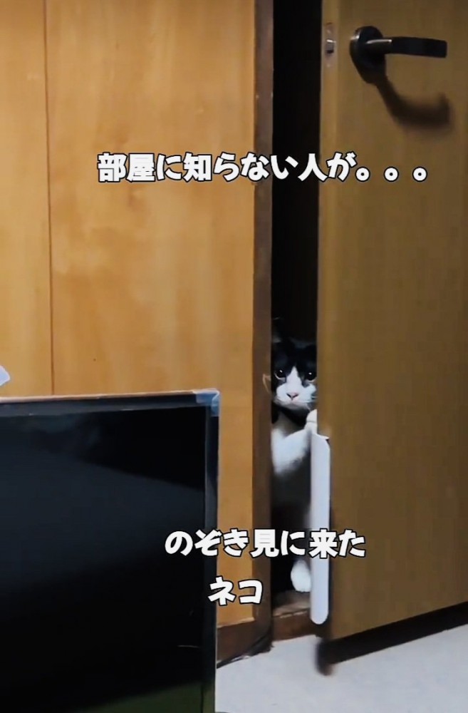 ドアの隙間から部屋の中を覗き見する白黒猫