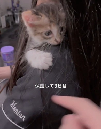 下を見る猫ちゃん