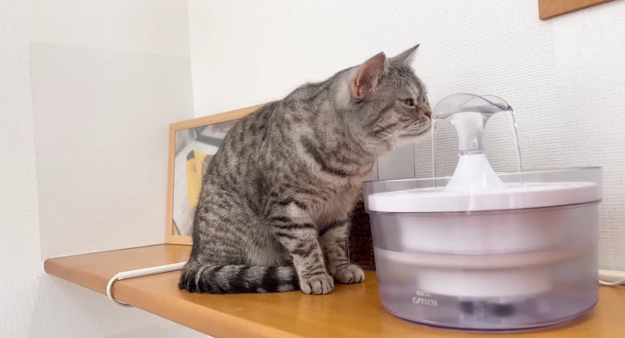 水を飲む猫