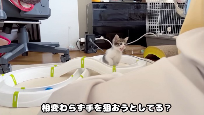 手を狙う子猫