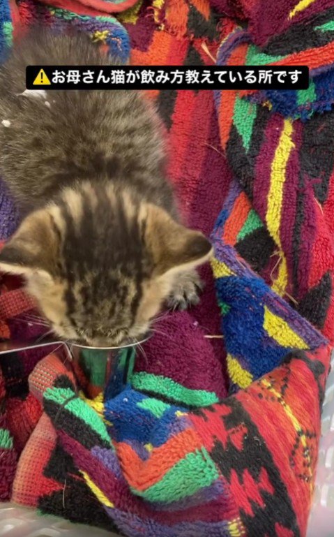 ミルクを飲む子猫