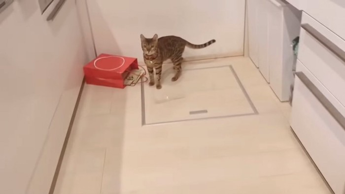 赤い袋と猫