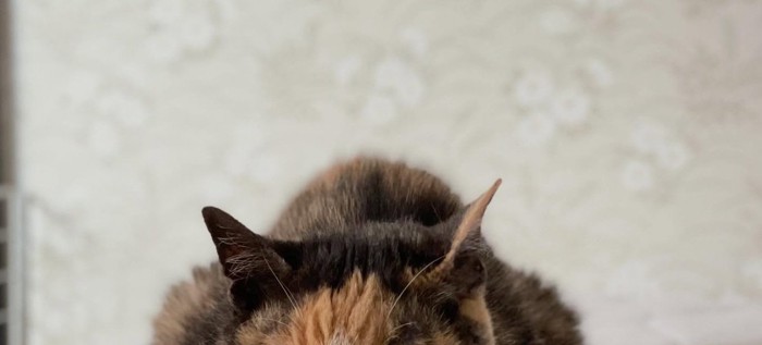 猫の頭と背中