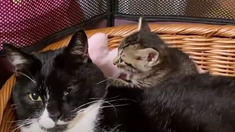 寄り添って眠る成猫と子猫