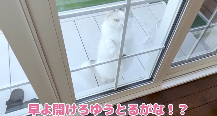 雪を捕まえる猫