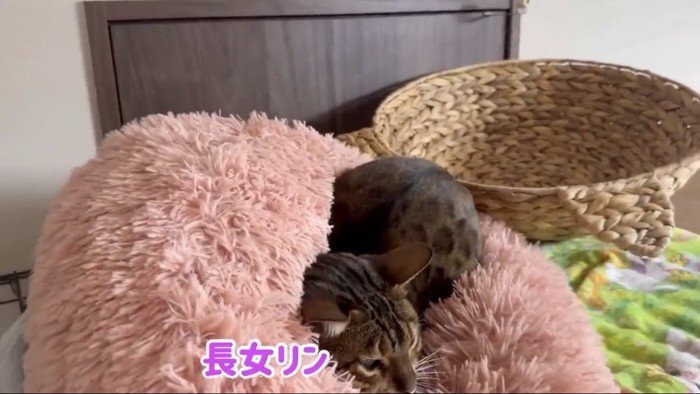 キャットタワーの上でくつろぐ猫