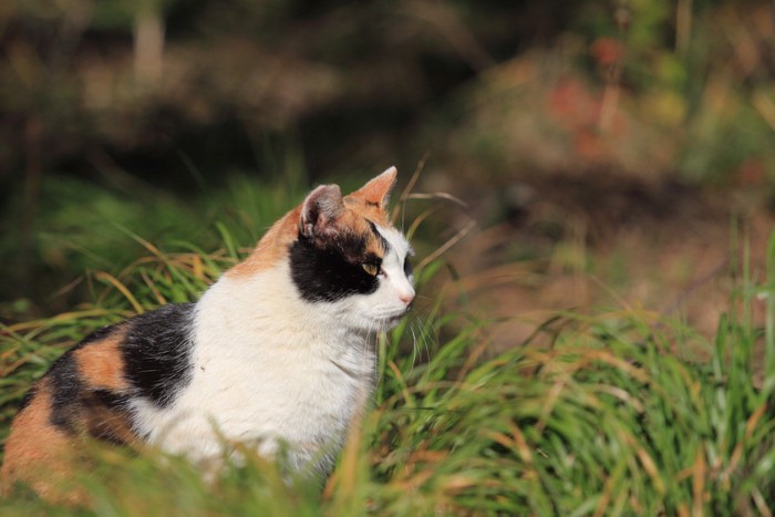 草の中で座っている三毛猫