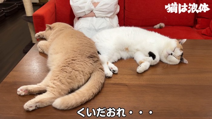 寝ている猫