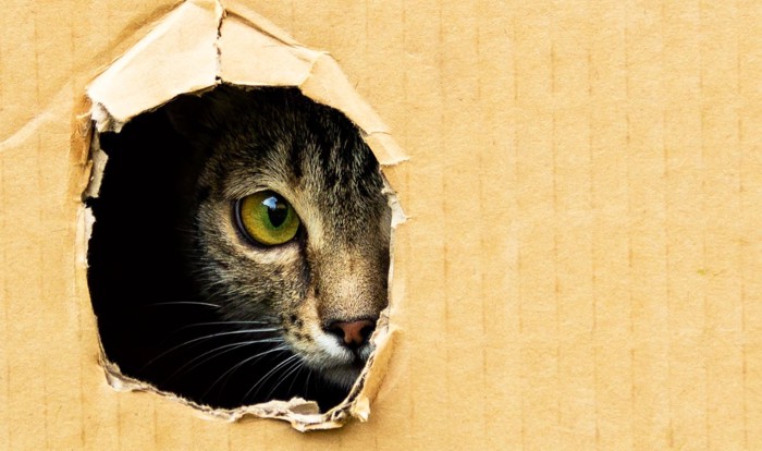 段ボールの穴から覗く猫