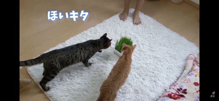 猫草