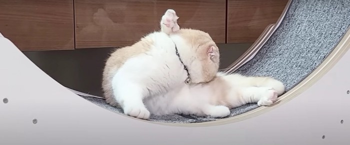 自分のお尻の匂いを嗅ぐ猫